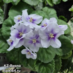 KZ-Виола